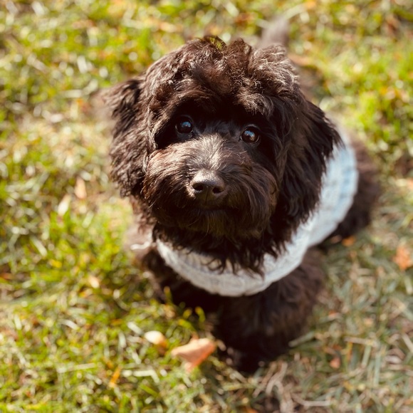 Meet your Posher, Maizy+Riley - Picture 7 of 12